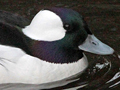 Bufflehead